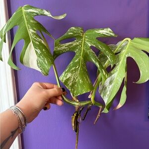 Variegated Monstera Albo Plant Cutting